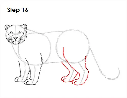 Snow Leopard Drawing 16 Draw Snow Leopard 16