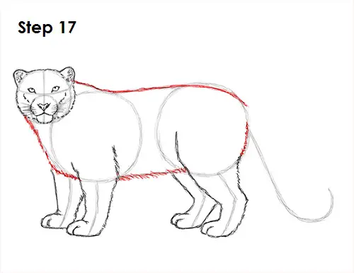 Snow Leopard Drawing 17 Draw Snow Leopard 17