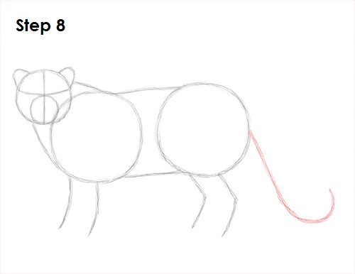 Snow Leopard Drawing 8 Draw Snow Leopard 8
