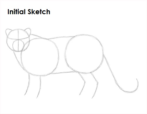 Snow Leopard Drawing Sketch Draw Snow Leopard Sketch