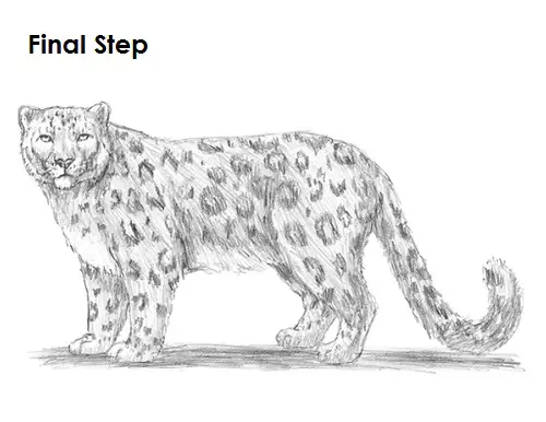 Snow Leopard Drawing Final Draw Snow Leopard Final