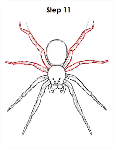 Spider Drawing 11 Draw Spider 11