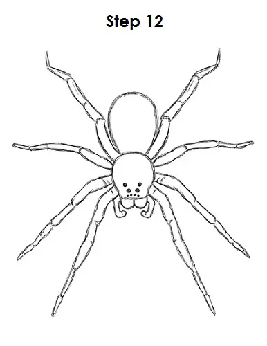 Spider Drawing 12 Draw Spider 12