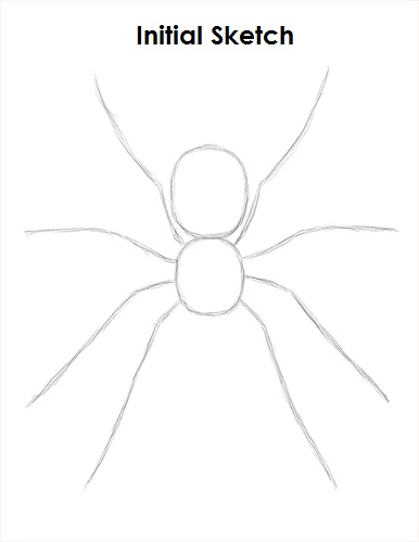 Spider Drawing Sketch Draw Spider Sketch