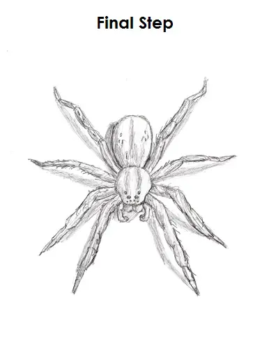 Spider Drawing Final Draw Spider Final