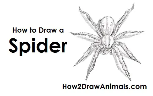Spider Drawing Draw Spider