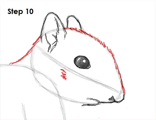 Squirrel Drawing 10 Draw Squirrel 10
