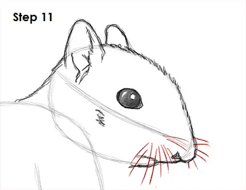 Squirrel Drawing 11 Draw Squirrel 11