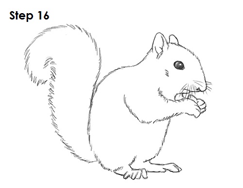 Squirrel Drawing 16 Draw Squirrel 16