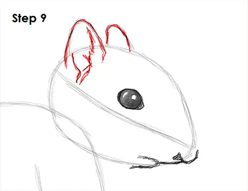 Squirrel Drawing 9 Draw Squirrel 9