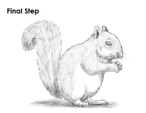 Squirrel Drawing Final Draw Squirrel Final