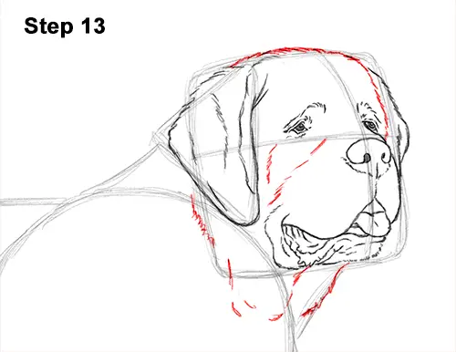 how to a st bernard bernard step by step how to draw breeds picture how to a st bernard bernard step by step how to draw breeds picture