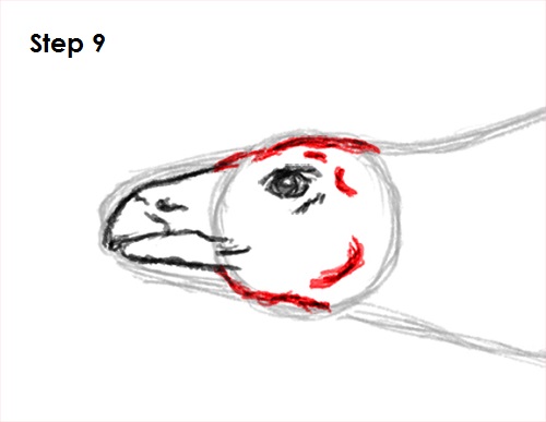 Stegosaurus Dinosaur Drawing 9 Draw Stegosaurus 9