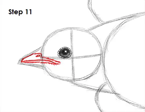 Swallow Bird 11 Draw Swallow Bird 11