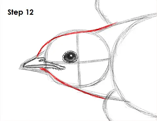 Swallow Bird 12 Draw Swallow Bird 12