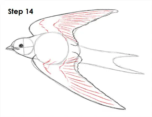 Swallow Bird 14 Draw Swallow Bird 14