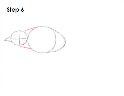Swallow Bird 6 Draw Swallow Bird 6