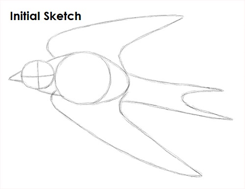 Swallow Bird Sketch Draw Swallow Bird Sketch