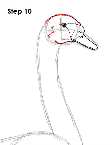 Swan Drawing 10 Draw Swan 10