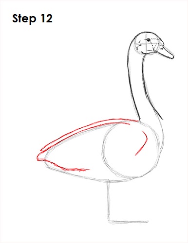 Swan Drawing 12 Draw Swan 12