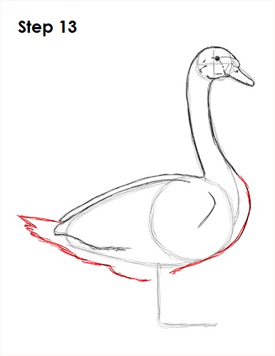 Swan Drawing 13 Draw Swan 13