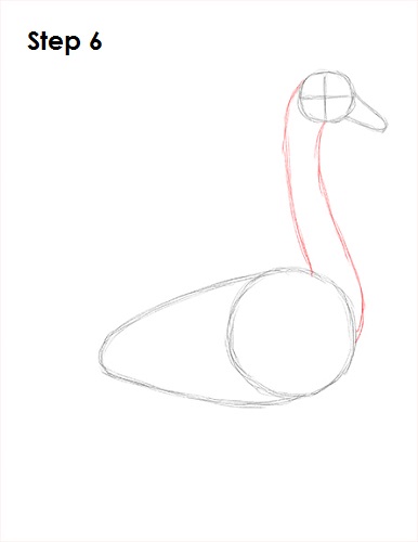 Swan Drawing 6 Draw Swan 6