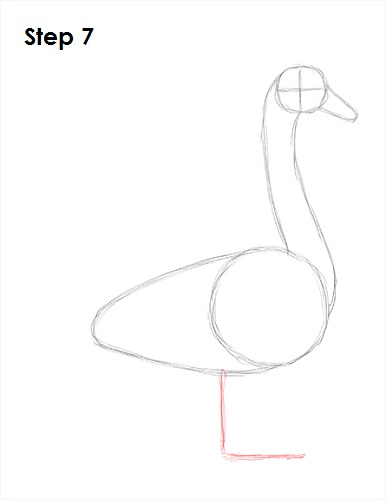 Swan Drawing 7 Draw Swan 7