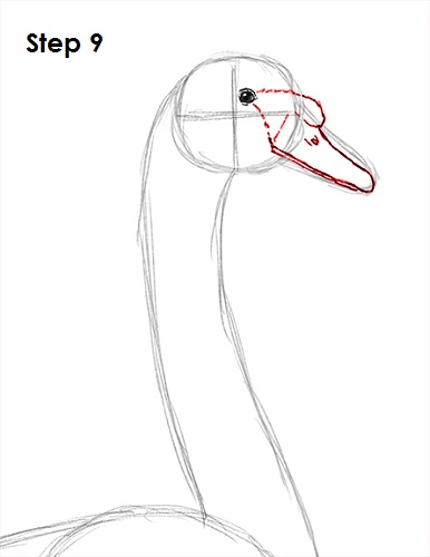 Swan Drawing 9 Draw Swan 9