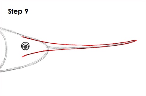 Swordfish Drawing 9 Draw Swordfish 9