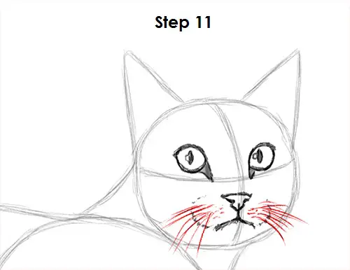 Tabby Cat Drawing 11 Draw Tabby Cat 11