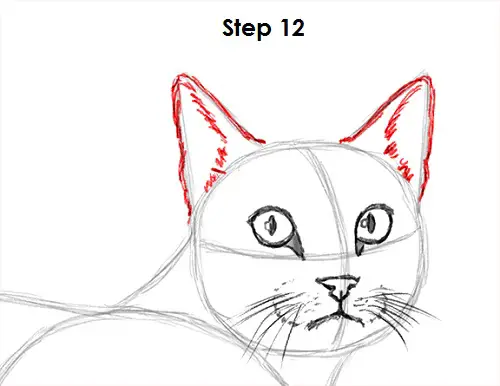 Tabby Cat Drawing 12 Draw Tabby Cat 12