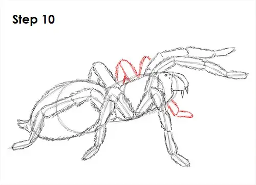 Tarantula Spider 10 Draw Tarantula 10
