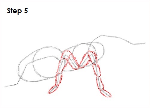 Tarantula Spider 5 Draw Tarantula 5