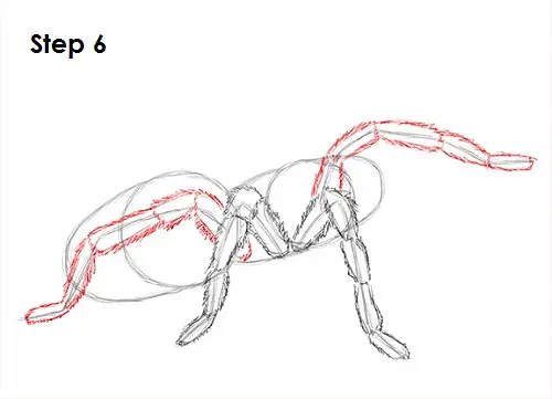 Tarantula Spider 6 Draw Tarantula 6
