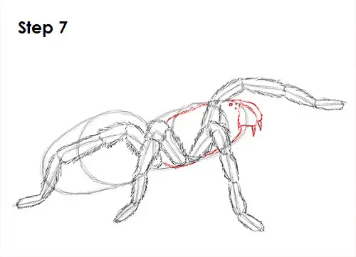 Tarantula Spider 7 Draw Tarantula 7