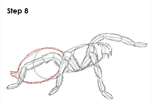Tarantula Spider 8 Draw Tarantula 8