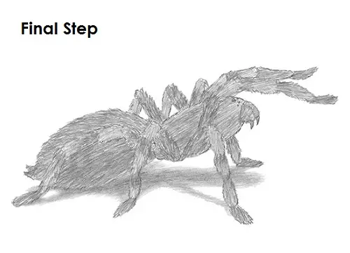 Tarantula Spider Drawing How to Draw a Tarantula