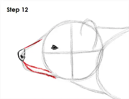 Tasmanian Devil Drawing 12 Draw Tasmanian Devil 12