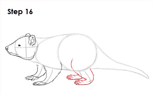 Tasmanian Devil Drawing 16 Draw Tasmanian Devil 16