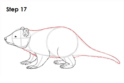 Tasmanian Devil Drawing 17 Draw Tasmanian Devil 17