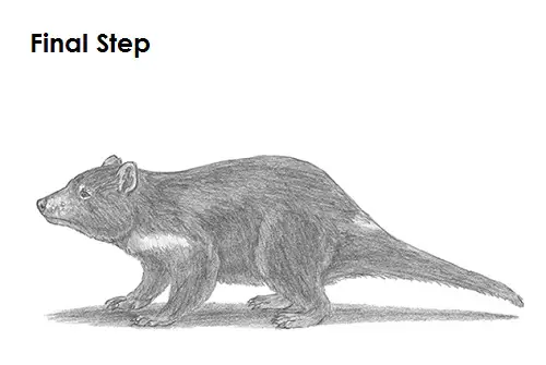 Tasmanian Devil Drawing Last Draw Tasmanian Devil Last
