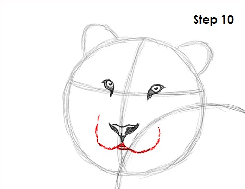Tiger Drawing 10 Draw Tiger 10