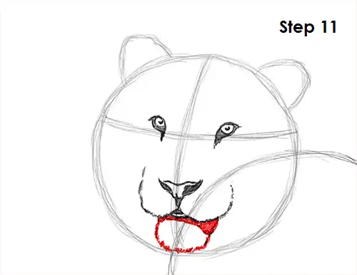 Tiger Drawing 11 Draw Tiger 11