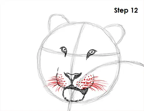 Tiger Drawing 12 Draw Tiger 12