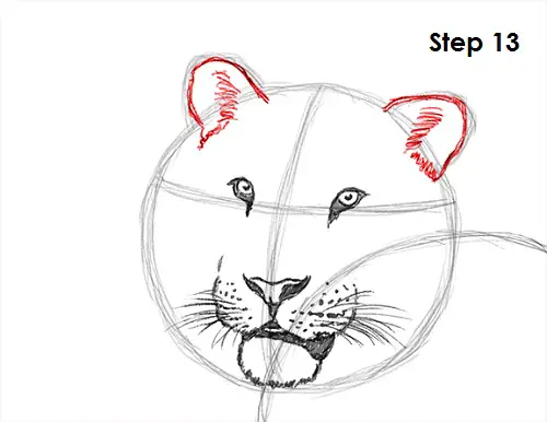 Tiger Drawing 13 Draw Tiger 13