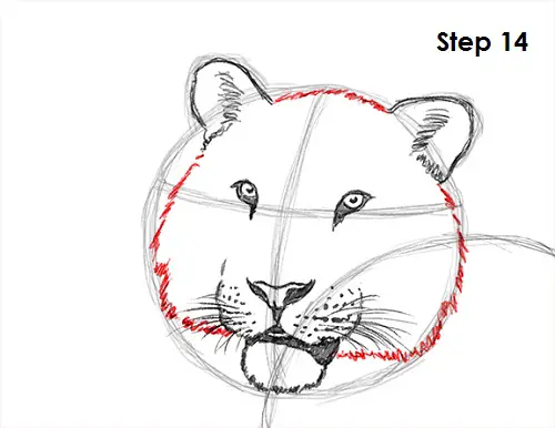 Tiger Drawing 14 Draw Tiger 14