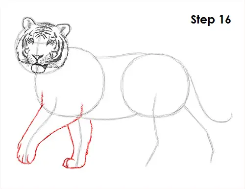 Tiger Drawing 16 Draw Tiger 16