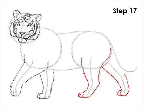 Tiger Drawing 17 Draw Tiger 17