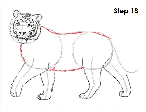 Tiger Drawing 18 Draw Tiger 18