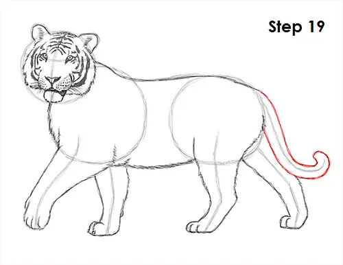 Tiger Drawing 19 Draw Tiger 19